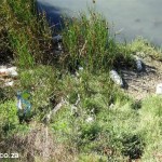 Willow Dam Litter