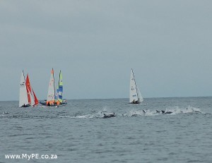 Dolhin and Hobie start