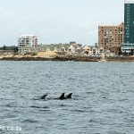 Dolphins off the Port Elizabeth shoreline