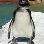 SAMREC Penguin