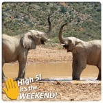 MTN Elephant