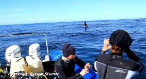 Orca Boat Tourists