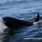 Orca Boat Tourists