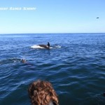 Orca Boat Tourists