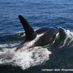 Male Killer Whale