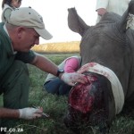 Rhino Thandi 11 June 2013
