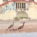 Egyptian Geese