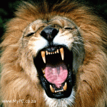 Lion, Kitten
