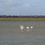 Swartkops Flamingos
