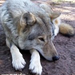 Wolves