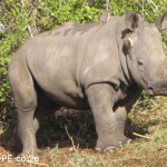 Baby Rhino in the Kariega Game Reserve