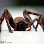 Clive the spider
