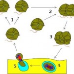 Dinoflagellata Life Cycle
