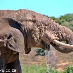 Addo Elephant Water