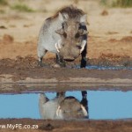 Hello Handsome Warthog