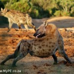 Addo Hyena