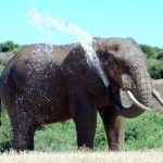 Addo Elephant Waterhole