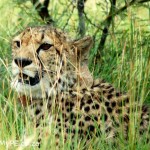 Cheetah