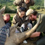 Thu Minh and Thanh Bui assisting the vet after a rhino darting