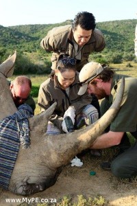 Thu Minh and Thanh Bui assisting the vet after a rhino darting
