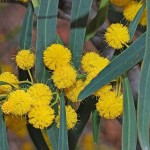 Acacia Salinga