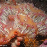 Sycozoa Orange