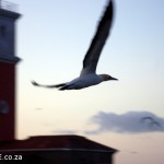 Gannet Flying passed the Bird Island Lighthouse