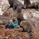 Seal Pup Net