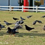 Donkin Pigeons