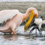 Great White Pelican