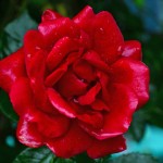 Addo Rose Show