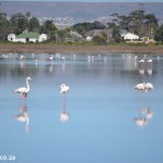 Flamingos