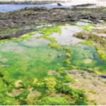 Stromatolite Pool