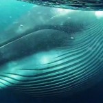 Whale Rainer