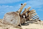 Langebos Whale Skeleton