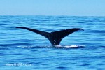 Sperm Whale Tail