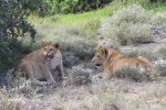 Addo Lion Cubs