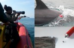Dolphin Biopsy Sampling