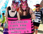 Cheshire Cats
