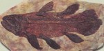 Coelacanth Fossil