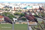 Speckled Pigeons