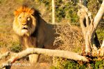 Sylvester the Lion