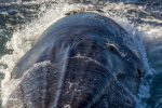 Bryde's Whale