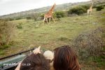 Giraffe #ShareTheBay