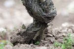 Terroir