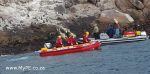 Oiled Penguins St Croix