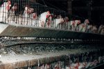 Caged Chickens