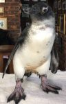 Penguin rescue