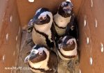 Penguins in a Box