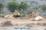 Sylvester Lion